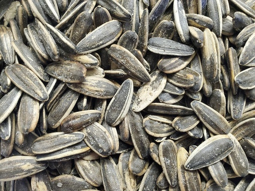 graines de tournesol en écale salées