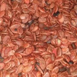 Graines de pastèques grillées et salées – snack original et nutritif