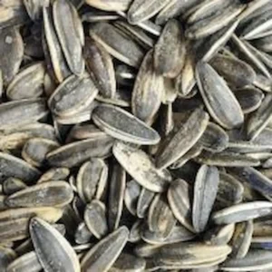 Graines de tournesol grillées et salées – snack croquant et riche en nutriments