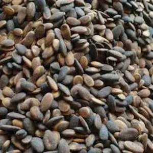 Graines de pastèques syriennes noires grillées et salées – snack riche et traditionnel