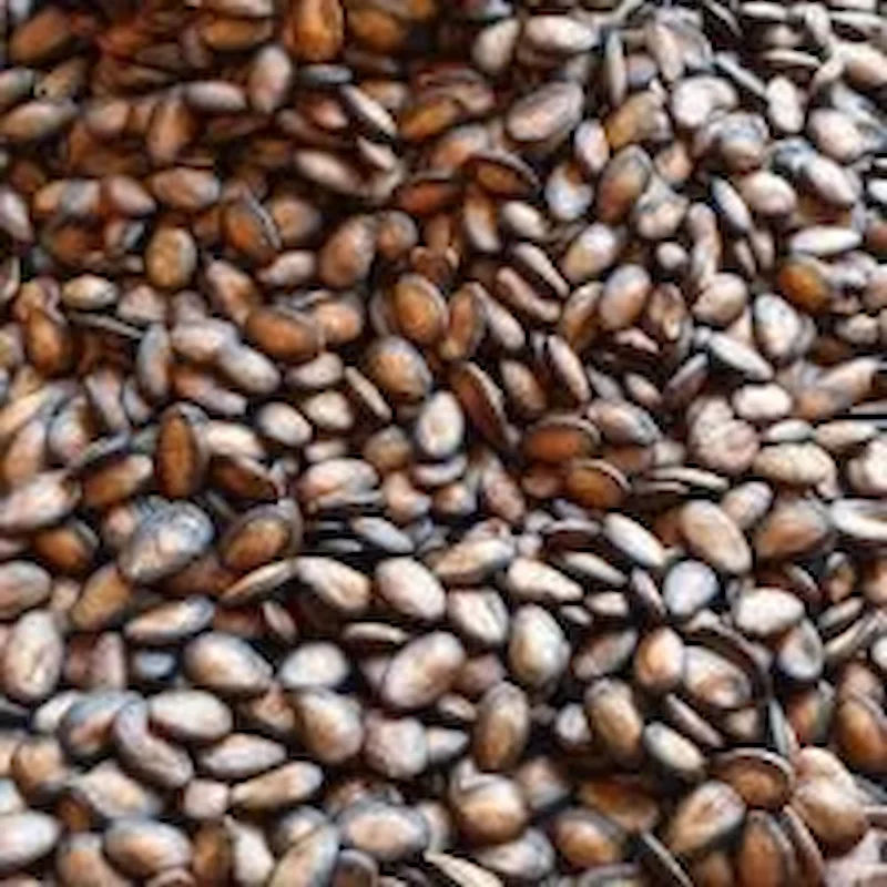 Graines de pastèque iraniennes grillées dans sachet kraft naturel – Snack croquant – Noix de Luxe