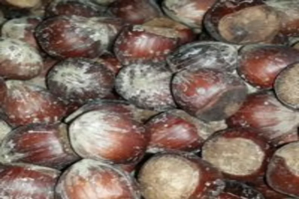 Image de noisettes en coque grillées et salées, présentant une texture croquante et une couleur dorée uniforme, riches en vitamines E, minéraux et antioxydants naturels, idéales pour une collation saine et savoureuse.